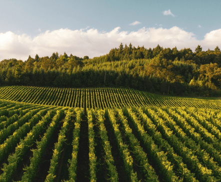 Détection et suivi du statut hydrique de la vigne